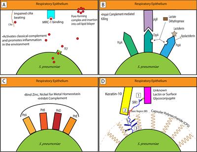 Pneumococcal Surface Proteins as Virulence Factors, Immunogens, and Conserved Vaccine Targets